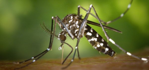 Brasil bate recorde de mortes por dengue em 2023