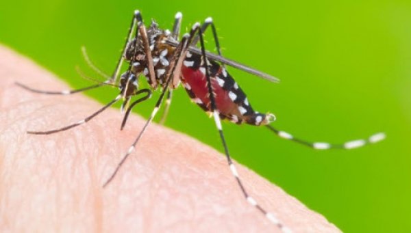 Dengue: confira dicas para evitar a proliferação da doença em sua região 