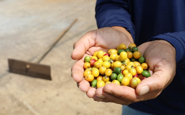 Dia Mundial do Café: Investimentos na produção geram impacto positivo na qualidade do café e na economia da Bahia