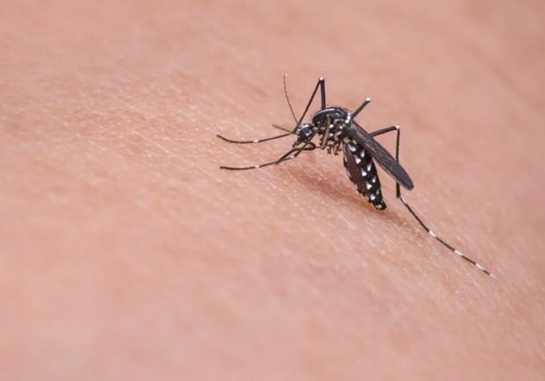 Distribuição da vacina contra a dengue começa na próxima semana