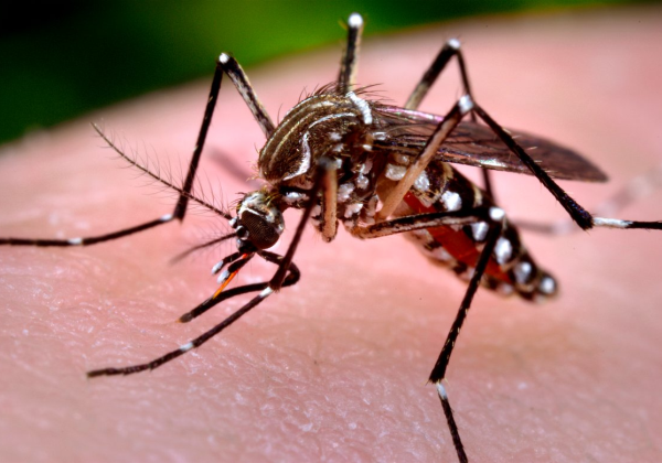 Mudanças climáticas podem agravar quadro de doenças como dengue e zika