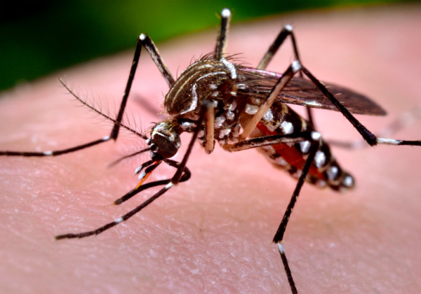 Três mortes por dengue são confirmadas e número de óbitos sobe para 12