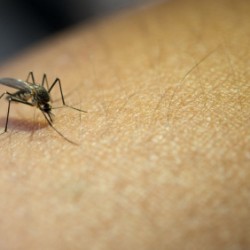 Sobe para 104 número de mortes por dengue na Bahia
