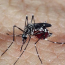 Mortes por dengue na Bahia chegam a 85; mais de 130 cidades estão com epidemia da doença