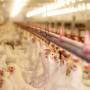    Salmonella: impacto na avicultura gera preocupação aos produtores