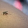 Bahia registra sétimo óbito por Dengue; especialista esclarece sintomas, tratamentos e aponta quais medicamentos podem agravar o quadro
