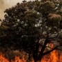 Brasil teve mais de 11 mil hectares destruídos por incêndios em 2024