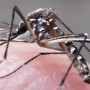 Casos de dengue aumentam mais de 60% na Bahia nos primeiros meses de 2023
