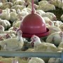 Japão retira suspensão de compra de carne de aves do Espírito Santo