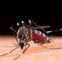 Pesquisadores brasileiros criam armadilha à base de fungo para combater mosquito da dengue