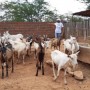 Sacas de milho e tanques-pipa são entregues para a agricultura familiar de municípios atingidos pela seca