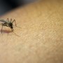 Sobe para 104 número de mortes por dengue na Bahia