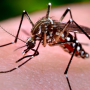 Três mortes por dengue são confirmadas e número de óbitos sobe para 12