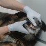 Universidade oferece atendimento em saúde dental para pets 