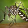 Vacina contra dengue será distribuída para 521 cidades a partir da próxima semana