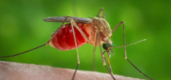 Bahia registra mais de 850 casos de Febre Oropouche neste ano