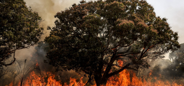 Brasil teve mais de 11 mil hectares destruídos por incêndios em 2024