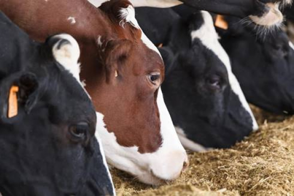 Correto manejo na secagem influencia bem-estar e performance das vacas leiteiras