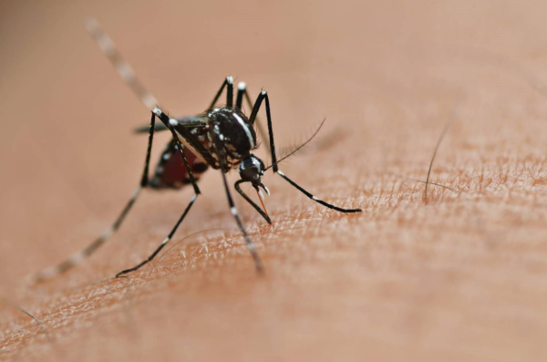 Dengue na Bahia: aumento de casos acende alerta para prevenção e vacinação contra a doença 