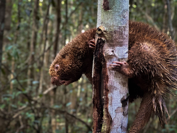 Espécie ameaçada de extinção e mais 31 animais silvestres são soltos em reserva na Bahia