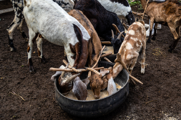 Mais de 21 mil famílias baianas de agricultores são beneficiadas com a entrega de milho para alimentação animal  