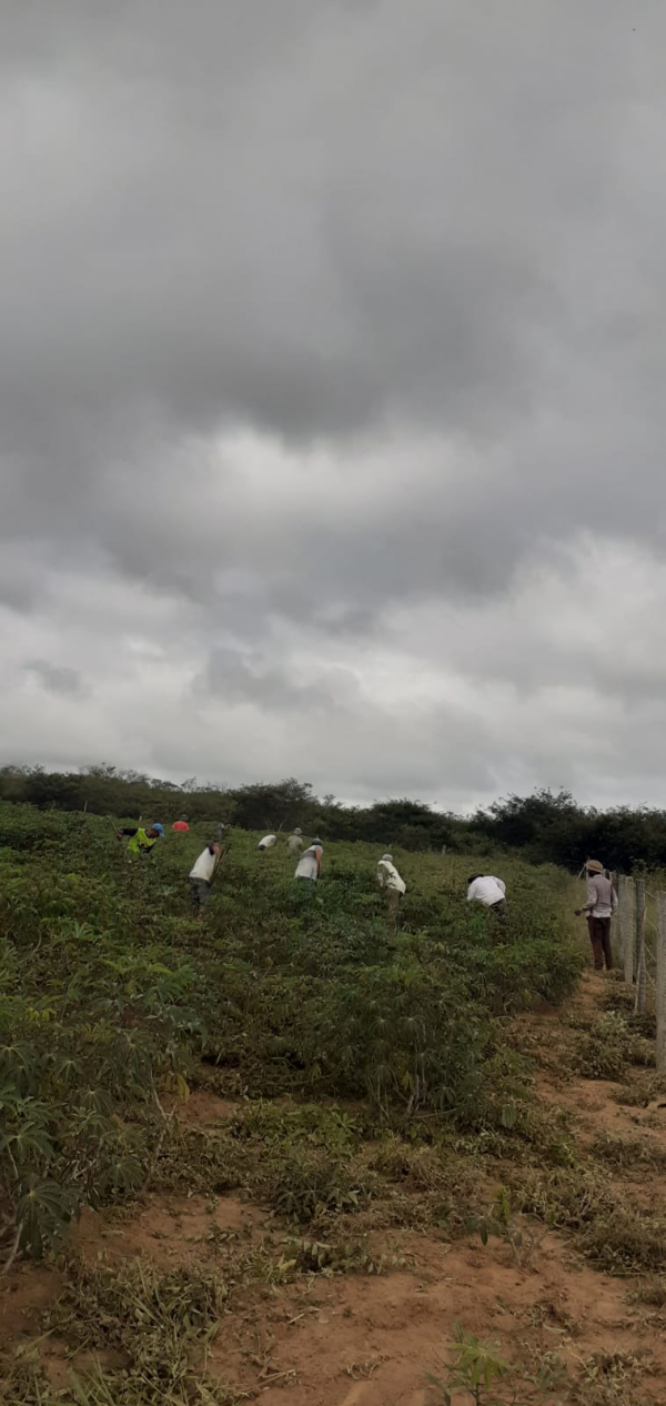 Maniveiro fortalece produção de mandioca da agricultura familiar no Sudoeste Baiano