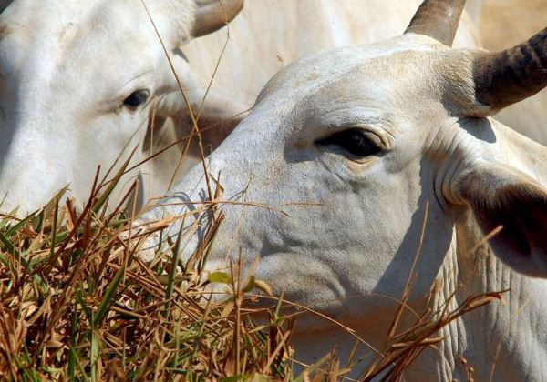 Ministério da Agricultura investiga suspeita de vaca louca