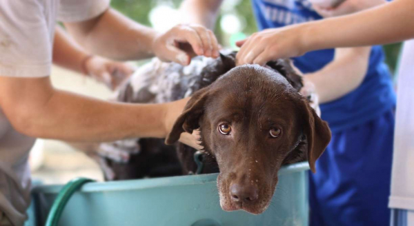 Profissional de Medicina Veterinária cuida da saúde animal e da população