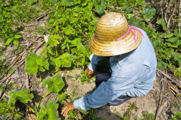 Recursos do BNB para agricultura familiar beneficiaram 2 milhões de pessoas em 2021