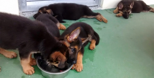 Vasilhas de água dos cães e gatos podem ser um prato cheio para a dengue